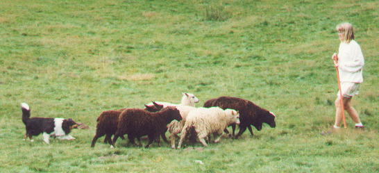 Sheltie cheap herding sheep